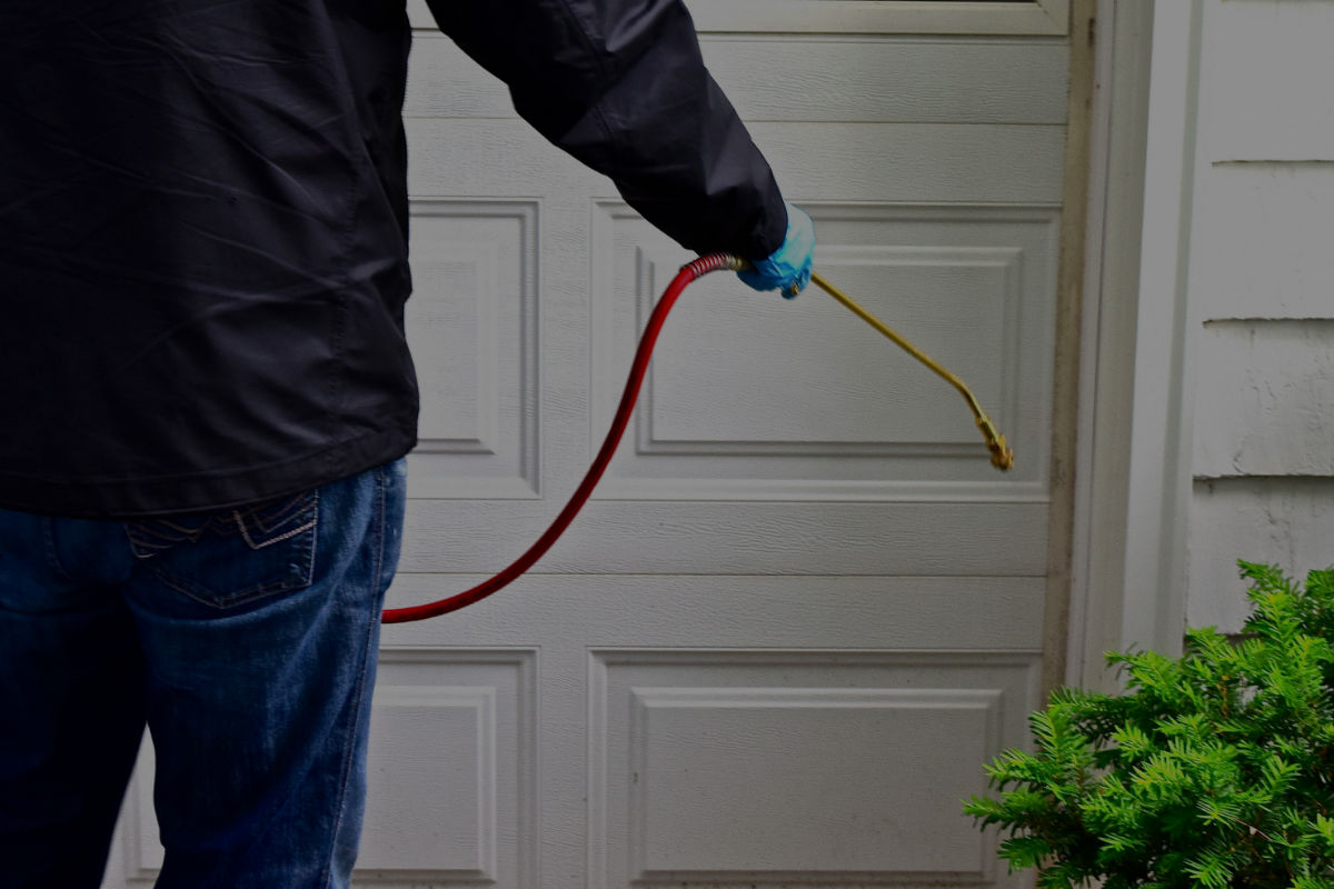 Pest Master Wigan Pest Control Rodent Control Wasp Nest Removal Ant Control